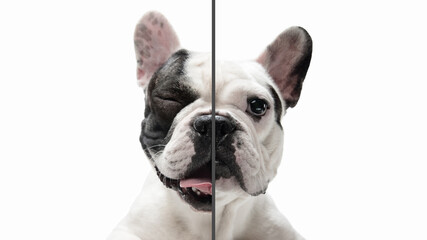 Excited, playful and calm. Fun and creative combination of portraits of young dogs with different emotions, various expression on splited multicolored background. Copyspace for ad.