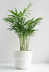 Bamboo palm or reed palm in a white pot on a windowsill