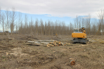 Fototapeta premium Different machinery working in the cutting of poplars in Spain