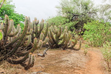 Cactos no nordeste do Brasil