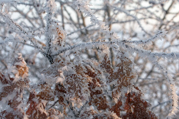 leaves and branches covered with ice frost on a winter morning - obrazy, fototapety, plakaty