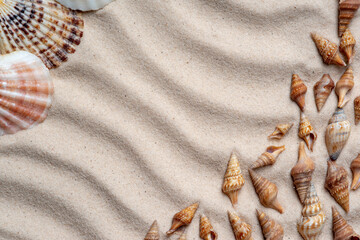 Fototapeta na wymiar Seashells on the sand. Summer beach background. View from above. Flat lay