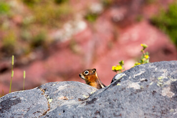 Canada, Alberta, Waterton Lakes National Park, Golden Mantled Ground Squirrel (Spermophilus laterals) at Red Rock Canyon