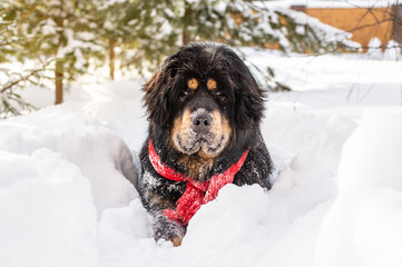 A big black dog in a red scarf sits in a snowdrift. Portrait of a positive dog in the winter in the...