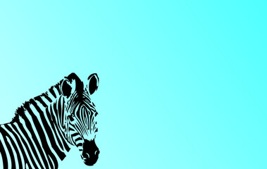 zebra vector illustration
