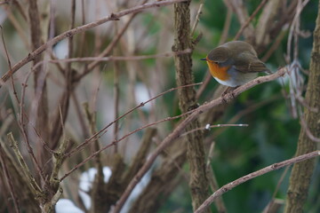 robin on a branch