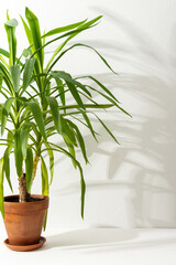 Houseplant Yucca close-up on a white table against a white wall, the shadow of a flower on the wall, biophilic design