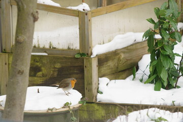 bird in the snow