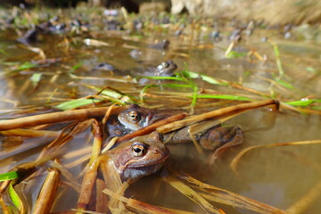 Group of frogs gathering in a shallow pond during breeding season. Low-angle wildlife shot, ideal for themes of amphibians, spring, ecology, and natural habitats
