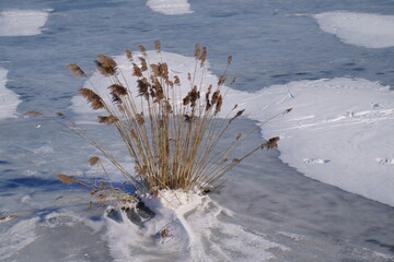 Reed in frozen lake