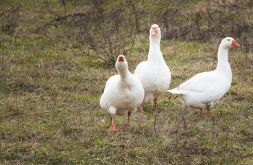 Three white geese are walking in the pasture. Domestic bird. High quality photo