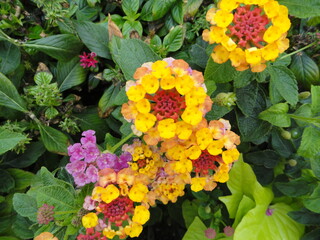 colorful flowers in the garden