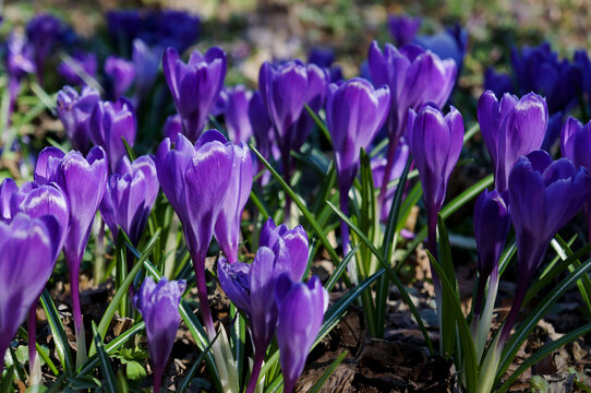 lots of pupple flower buds crocuses in the spring garden