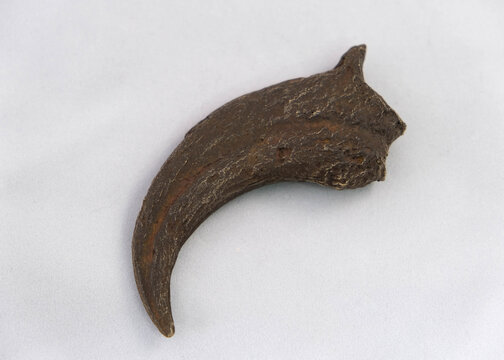 Large Raptor Claw Fossil