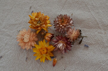 Immortelles s&eacute;ch&eacute;es