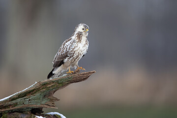 White common buzzard buteo buteo perching on old mossy treetrunk