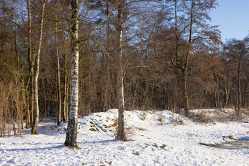 Woodland with birches in wintertime with snow and bright sunshine