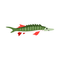Sturgeon fish isolated icon. Animal of wildlife freshwater rivers. Luxury food, catch of fisherman. Flat vector illustration on white background, element for logo, label or menu.