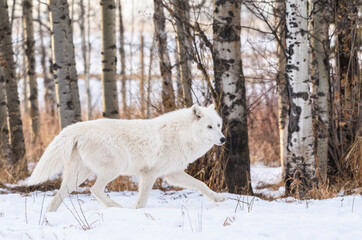 Canada, Alberta, Yamnuska Wolfdog Sanctuary. White wolfdog.