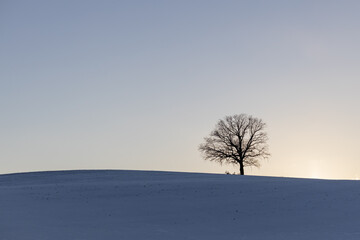 Single tree in snow in winter landscape with bright blue sky in background, Schleswig-Holstein, Northern Germany