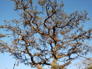 tree branches against blue sky