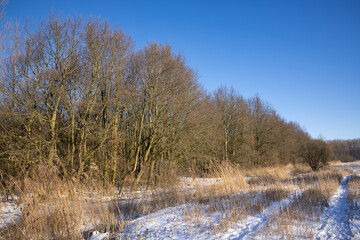 Winter landscape with woodland and swamp covered with snow