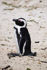 Close-up of an African Penguin (Spheniscus demersus) standing on the sand with its eyes closed in Boulders Beach, South Africa.
