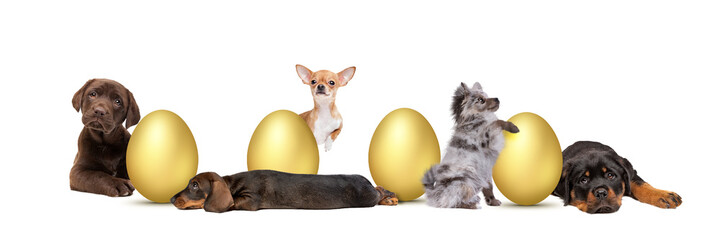 five puppies arranged around golden Easter eggs