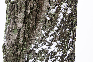 Tree bark in the snow.  Relief texture of the brown bark of a tree with snow on it.