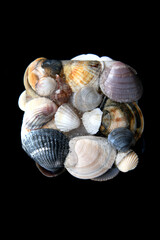 some sea shells,  isolated on black background