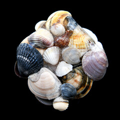 Some frozen sea shells in ice,  isolated on black background