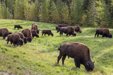Canada, British Columbia. Bison grazing on grass.