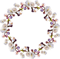 Floral frame with sprigs and flowers of apricots. Spring flowers. (vector illustration)