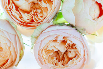 Soft beige fresh blooming rose on the white background close up macro	
