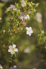 FONDO SUAVE, DELICADO, DIFUSO. DESTACA UNA PEQUEÑA FLOR BLANCA.