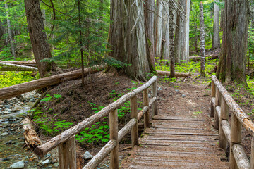 Canada, British Columbia, Showh Lakes Recreation Area. Ancient Cedars Trail scenic.
