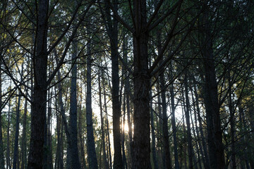 Sun behind pine trees silhouette closeup details
