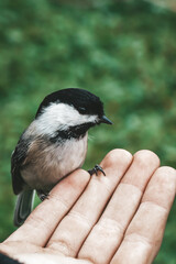 bird in hand