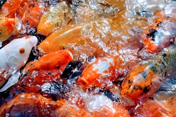 Obraz na płótnie Canvas Group of Koi fish feeding 