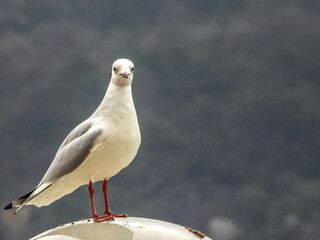 Mouette posée regardant l'objevctif