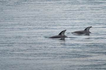 Canada, British Columbia. A pair of Pacific White-sided Dolphin (Lagenorhynchus obliquidens) swim by on Blackfish Sound.