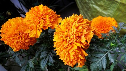 Beautiful Marigold orange color flowers  blooming in planter  - obrazy, fototapety, plakaty