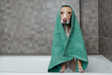 dog in bathroom shower