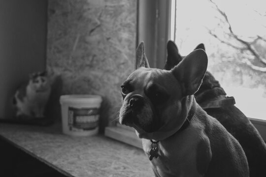 dogs looking at the cat, french bulldogs looking at the cat, cat and dogs in a black and white picture, 