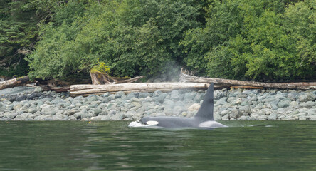 Canada, British Columbia. A Killer Whale or Orca (Orcinus orca) surfaces to breathe on Johnstone Strait. © Danita Delimont