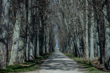 Camino de arena bordeado por línea de árboles a los lados