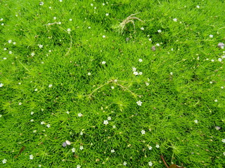 Sagina subulata (heath pearlwort, Irish-moss, awl-leaf pearlwort or Scottish moss). - obrazy, fototapety, plakaty