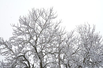 Fototapeta na wymiar silhouette of almond trees with frost snow