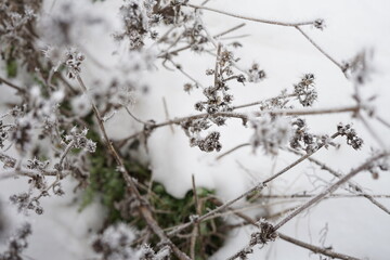 detail of snow covered plant