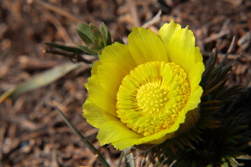 Miłek wiosenny © Maciej Bonk